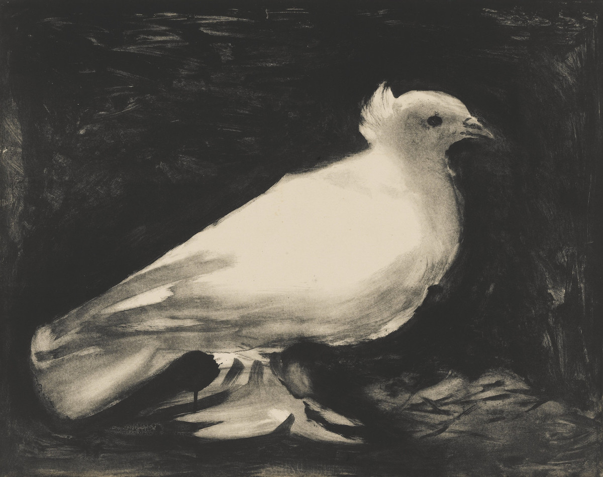 Dove, 1949 by Pablo Picasso